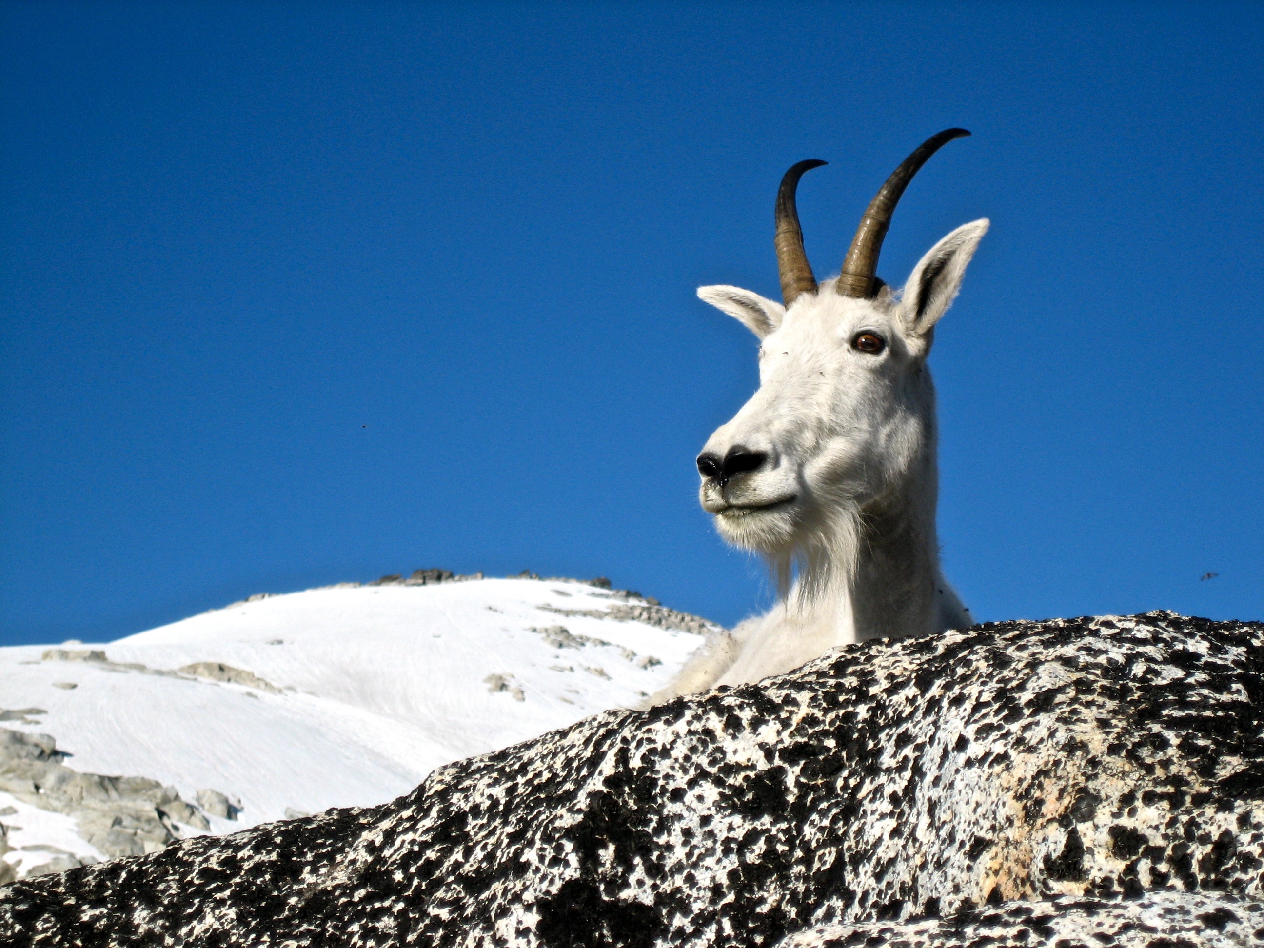 Mountain Goat!