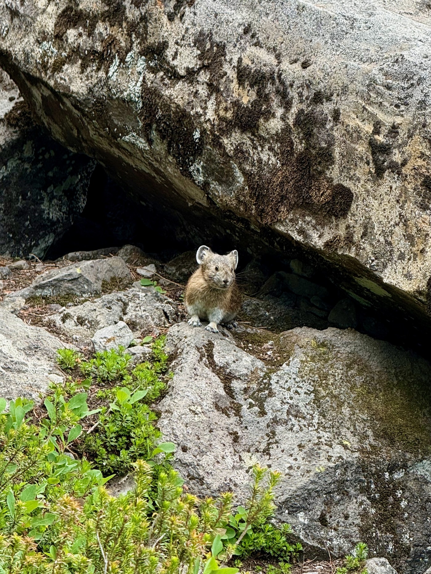 A camera-friendly pika perched on the rocks along the Chain Lakes Loop near Mount Baker.