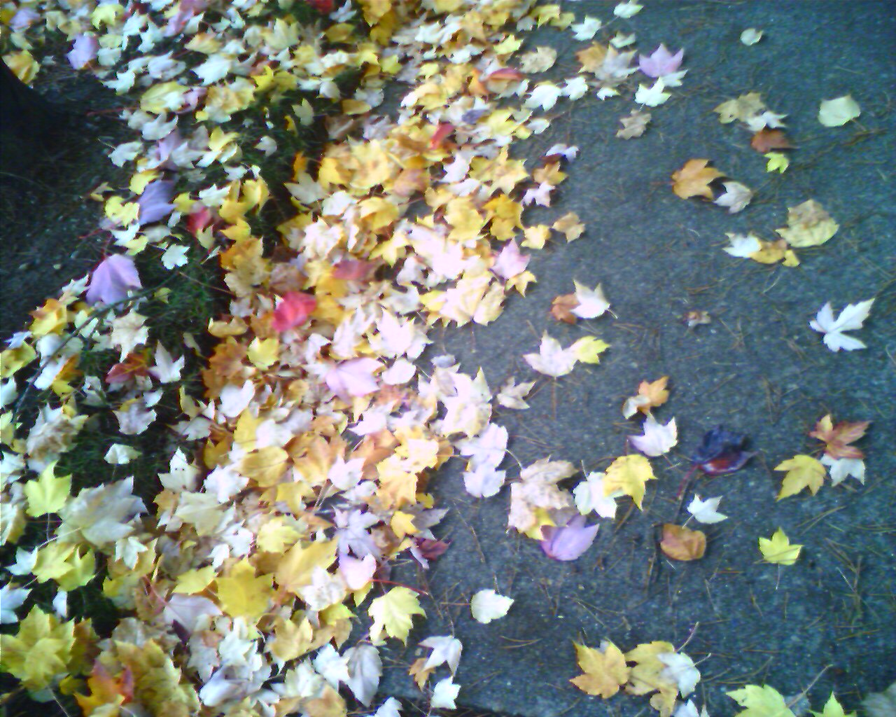 Autumn In Seattle (2)