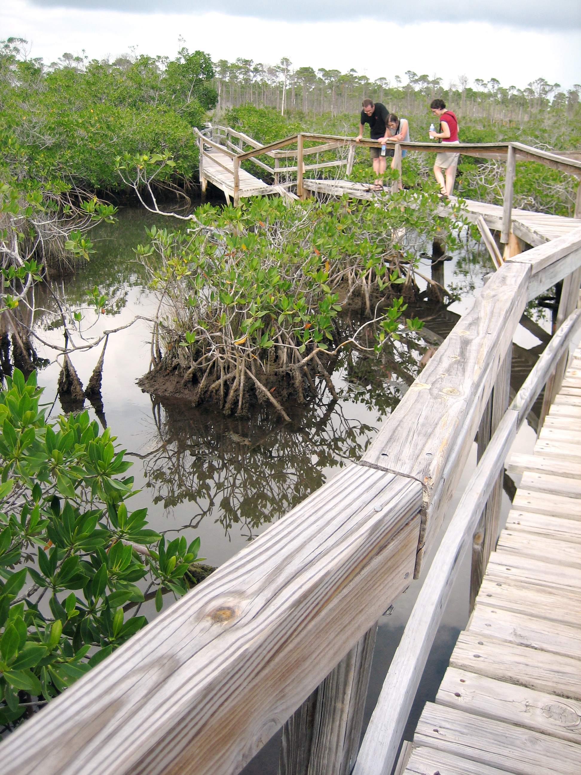 Mangrove Bridge, Lucayan National Park, Bahamas