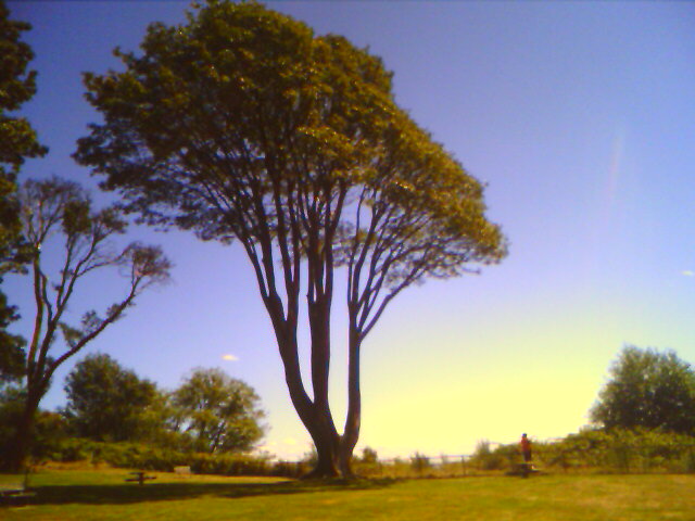 Tree @ Magnolia Park