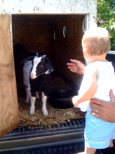 Fainting goats, meet baby.