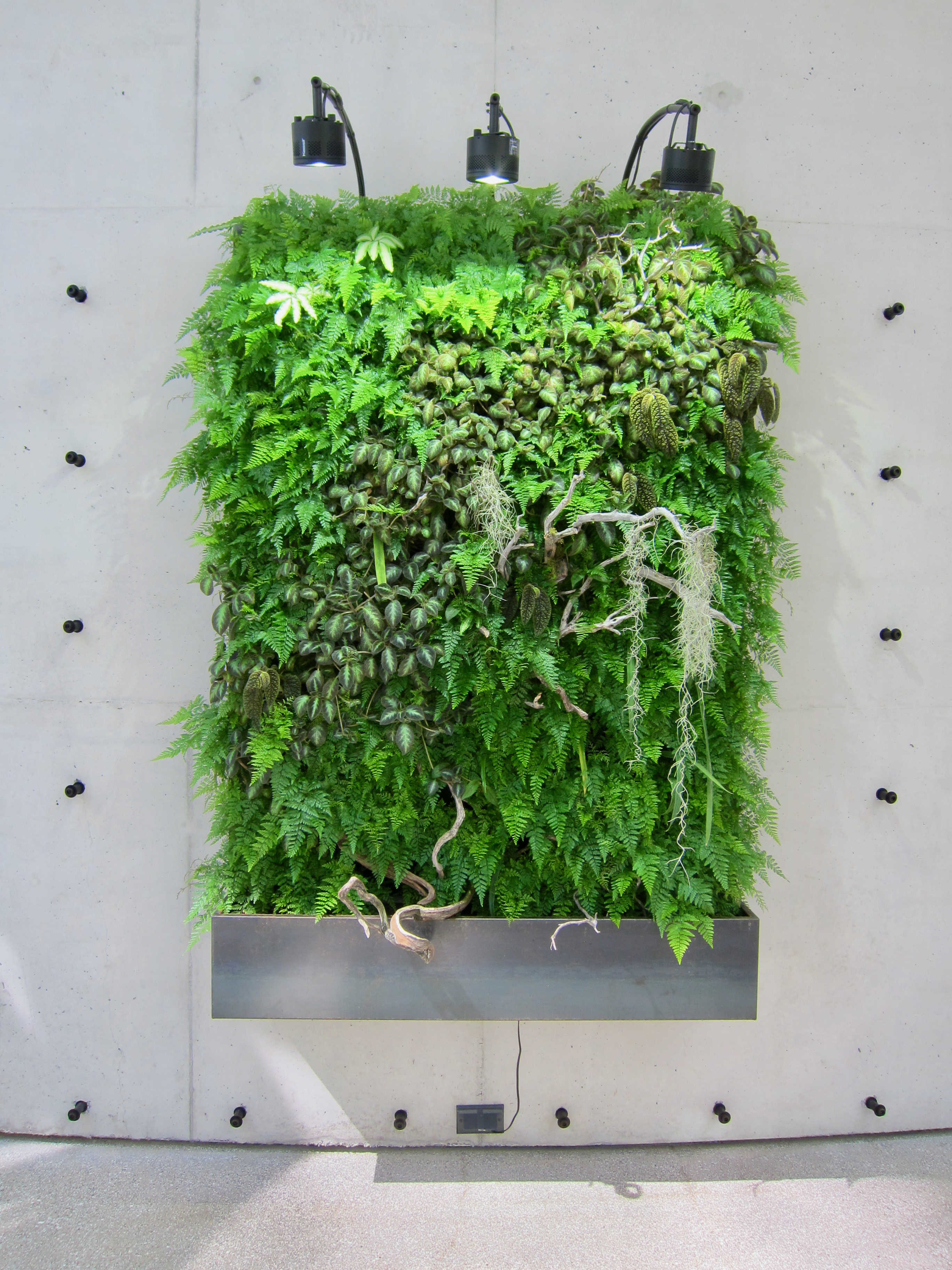 Day 6. <i>Plant</i>. A hanging display at the <a href="https://www.seattlespheres.com/">Seattle Spheres</a>.